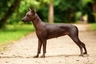 Xoloitzcuintle Dogs Raza - Características, Fotos & Precio | MundoAnimalia