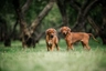 Rhodesian Ridgeback Dogs Breed - Information, Temperament, Size & Price | Pets4Homes