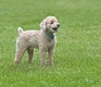 Poochon Dogs Breed - Information, Temperament, Size & Price | Pets4Homes