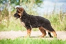 German Shepherd Dogs Breed - Information, Temperament, Size & Price | Pets4Homes