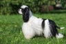 American Cocker Spaniel Dogs Breed - Information, Temperament, Size & Price | Pets4Homes