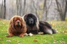 Tibetan Mastiff Dogs Breed - Information, Temperament, Size & Price | Pets4Homes
