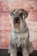 Schnauzer Dogs Breed - Information, Temperament, Size & Price | Pets4Homes