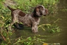 Italian Spinone Dogs Breed - Information, Temperament, Size & Price | Pets4Homes