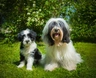 Tibetan Terrier Dogs Breed - Information, Temperament, Size & Price | Pets4Homes