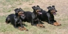 Manchester Terrier Dogs Raza - Características, Fotos & Precio | MundoAnimalia