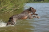 Italian Spinone Dogs Breed - Information, Temperament, Size & Price | Pets4Homes