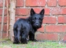 Scottish Terrier Dogs Raza - Características, Fotos & Precio | MundoAnimalia