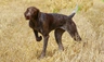 German Shorthaired Pointer Dogs Breed - Information, Temperament, Size & Price | Pets4Homes