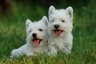 West Highland White Terrier Dogs Raza - Características, Fotos & Precio | MundoAnimalia