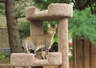 Savannah Cats Breed - Information, Temperament, Size & Price | Pets4Homes