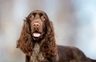 Field Spaniel Dogs Breed - Information, Temperament, Size & Price | Pets4Homes