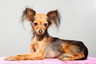 Russian Toy Terrier Dogs Breed - Information, Temperament, Size & Price | Pets4Homes
