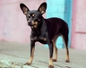 English Toy Terrier Dogs Breed - Information, Temperament, Size & Price | Pets4Homes