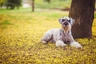 Schnauzer Gigante Dogs Raza - Características, Fotos & Precio | MundoAnimalia
