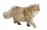 British Longhair Cats Breed - Information, Temperament, Size & Price | Pets4Homes