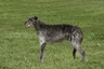 Deerhound Dogs Breed - Information, Temperament, Size & Price | Pets4Homes