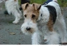 Fox Terrier de Pelo Duro Dogs Raza - Características, Fotos & Precio | MundoAnimalia