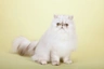 Persian Cats Breed - Information, Temperament, Size & Price | Pets4Homes