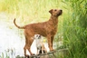 Irish Terrier Dogs Breed - Information, Temperament, Size & Price | Pets4Homes