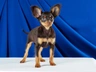 Russian Toy Terrier Dogs Breed - Information, Temperament, Size & Price | Pets4Homes