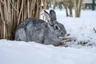 Chinchilla Rabbits Breed - Information, Temperament, Size & Price | Pets4Homes
