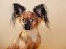 Russian Toy Terrier Dogs Breed - Information, Temperament, Size & Price | Pets4Homes