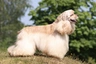 American Cocker Spaniel Dogs Breed - Information, Temperament, Size & Price | Pets4Homes