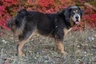 Tibetan Mastiff Dogs Breed - Information, Temperament, Size & Price | Pets4Homes