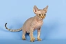Devon Rex Cats Raza - Características, Fotos & Precio | MundoAnimalia