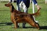 Irish Setter Dogs Breed - Information, Temperament, Size & Price | Pets4Homes