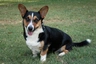 Welsh Corgi Cardigan Dogs Raza - Características, Fotos & Precio | MundoAnimalia