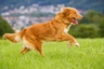 Nova Scotia Duck Tolling Retriever Dogs Raza - Características, Fotos & Precio | MundoAnimalia