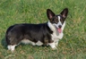 Welsh Corgi Cardigan Dogs Raza - Características, Fotos & Precio | MundoAnimalia