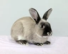 Smoke Pearl Rabbits Breed - Information, Temperament, Size & Price | Pets4Homes