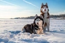 Siberian Husky Dogs Breed - Information, Temperament, Size & Price | Pets4Homes