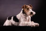 Fox Terrier de Pelo Duro Dogs Raza - Características, Fotos & Precio | MundoAnimalia
