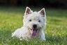 West Highland White Terrier Dogs Raza - Características, Fotos & Precio | MundoAnimalia