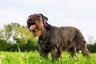 Schnauzer Dogs Breed - Information, Temperament, Size & Price | Pets4Homes