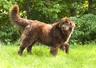 Newfoundland Dogs Breed - Information, Temperament, Size & Price | Pets4Homes
