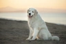 Maremma Sheepdog Dogs Breed - Information, Temperament, Size & Price | Pets4Homes