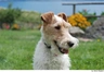 Fox Terrier de Pelo Duro Dogs Raza - Características, Fotos & Precio | MundoAnimalia