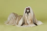 Shih Tzu Dogs Breed - Information, Temperament, Size & Price | Pets4Homes