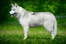 Siberian Husky Dogs Breed - Information, Temperament, Size & Price | Pets4Homes