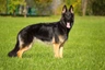 German Shepherd Dogs Breed - Information, Temperament, Size & Price | Pets4Homes