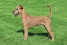 Irish Terrier Dogs Breed - Information, Temperament, Size & Price | Pets4Homes