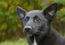 Canaan Dog Dogs Breed - Information, Temperament, Size & Price | Pets4Homes