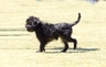 Affenpinscher Dogs Breed - Information, Temperament, Size & Price | Pets4Homes