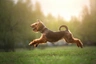 Welsh Terrier Dogs Breed - Information, Temperament, Size & Price | Pets4Homes