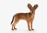 Russian Toy Terrier Dogs Breed - Information, Temperament, Size & Price | Pets4Homes